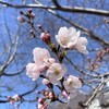 令和4年　桜開花状況