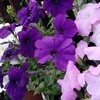 仲の良い姉妹(兄弟)は楽