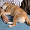布石