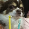 犬用歯ブラシ、これどう？人間用先だけ歯ブラシ！