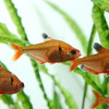 (熱帯魚 生体)ネオンサーペテトラ(約3cm)(10匹)【水槽/熱帯魚/観賞魚/飼育】【通販/販売】【アクアリウム】