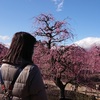 様々な梅「鈴鹿の森庭園」