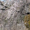 雪の花花しべ残して舞い落ちる