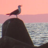 ウミネコと海