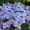 ６月もどうぞよろしくお願いいたします。
