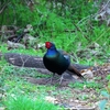 2022.3.19　雨上がりの野鳥たち.....12選