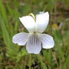 (335) Viola betonicifolia var. albescens