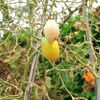 トマトの秋