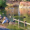 池の公園のヤマガラ＆水鳥たちの様子