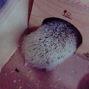 世界の肥溜め展