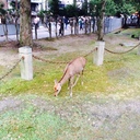 バベルの塔の63Fに住まうカエルもどき