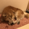 12/9 だんだん寒くなってきた〜(´・ω・｀)