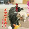 子猫と遊んであげる大型犬２日続けば本物かな？2016年12月15日