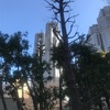 (伐採：木々)新宿中央公園などの人による伐採された木々と建物を紹介します