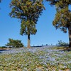 太田北部運動公園の芝桜とネモフィラ