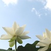 お盆入り