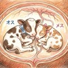 牛の不妊①〜フリーマーチン〜