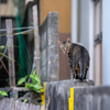 宮古諸島のねこさん