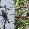 花貫渓谷　鳥たち