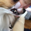 Dr.YUJIRO 犬の歯石とり④