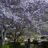 夜桜