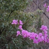 Rhododendron reticulatum　コバノミツバツツジ