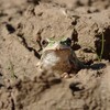 【趣味】アマガエル