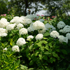【世界のあじさい　もりやま芦刈園】（滋賀県）