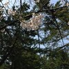 合浦公園の桜