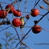 本日（11/16）の鳥見