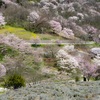 陸郷の山桜（桜仙峡）、夢農場の桜、見頃だよ　2019.4.19