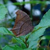 クロコノマチョウがいた。