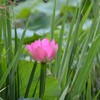 烏丸半島の初夏その１