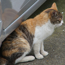 猫小屋から愛をこめて