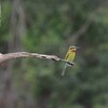 ハリオハチクイ(Blue-tailed Bee-Eater)