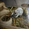 しろごまあん865日目