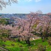 「家族で満喫！淡いピンク色に染まる滝谷公園の花見」