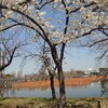 Ｙ５２．４度目の育児休職（５２日目）　　〜にぎやかな不忍池〜