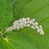 6月の草花と花木　13.ハンゲショウ～18.センリョウ