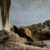 人類よ地上の暮らし諦めて穴に住むのだ涼しい穴に