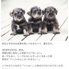 そーなんです。犬を飼うことになりまして。