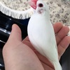 酉年、文鳥ちゃんの主役年だ！【あけおめ】