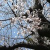 桜の季節