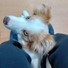 病院へ(春の予防パック)