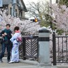 古都の桜に魅入られてー岡崎疎水の落日