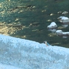 カワセミの季節到来（自分の中で）