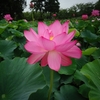 蓮の花の命は四日間！古代蓮の里！埼玉県行田市へ行って来ました！ 　 　