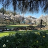 Burnaby Mountain Parkの桜