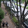 東京都　街路樹５万本精密検査