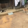 実家の犬と久々の再会